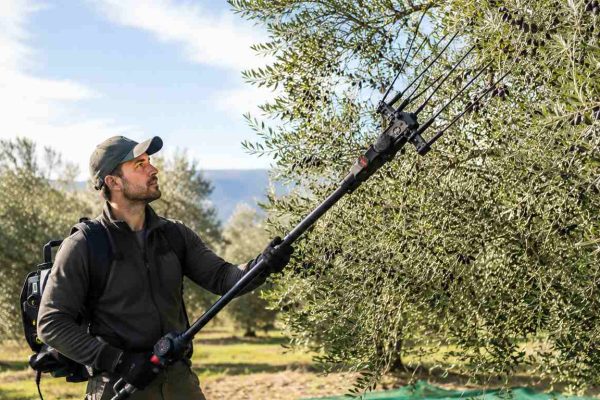 mejores vareadores electricos de acietunas en acción